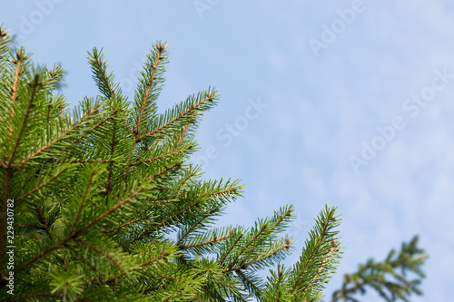 Background a texture furry tree branches for a Christmas card