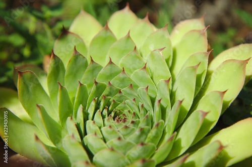 Lotus Unfolding Petals