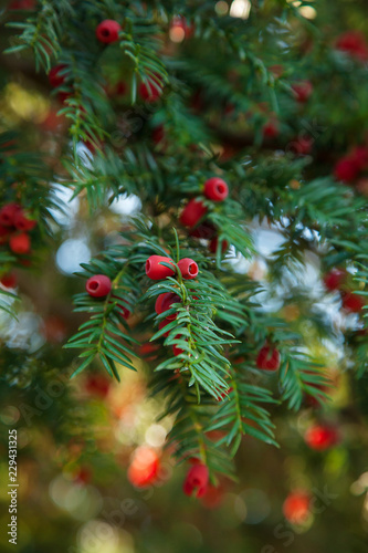 Yew tree  close-up of twigs and berries  background