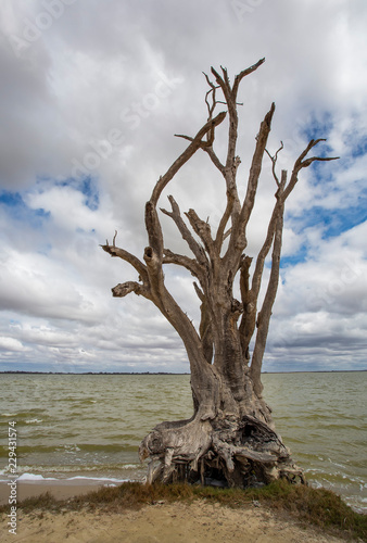 Dead Trees, blue sky and Clouds at the edge of a Lake © wrightouthere