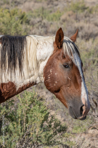 Wild Horse Portrait © natureguy