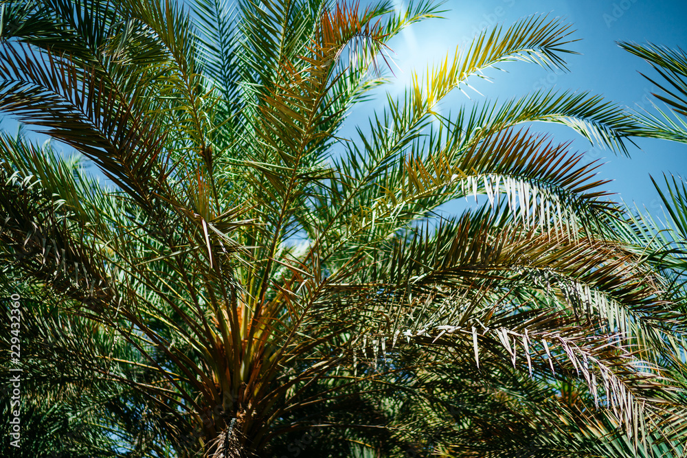 Fototapeta premium Palm tree grove in the oasis