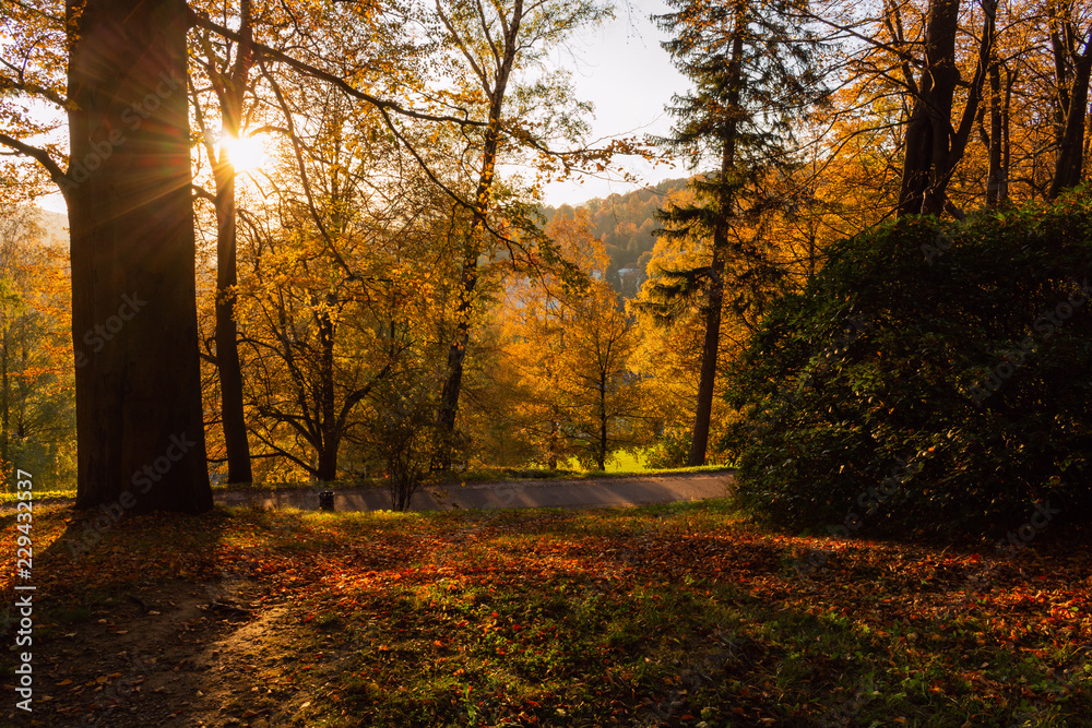 Autumn trees in sunny autumn park lit by sunshine - sunny autumn landscape in bright sunlight Autumn trees in sunny autumn park lit by sunshine - sunny autumn landscape in bright sunlight