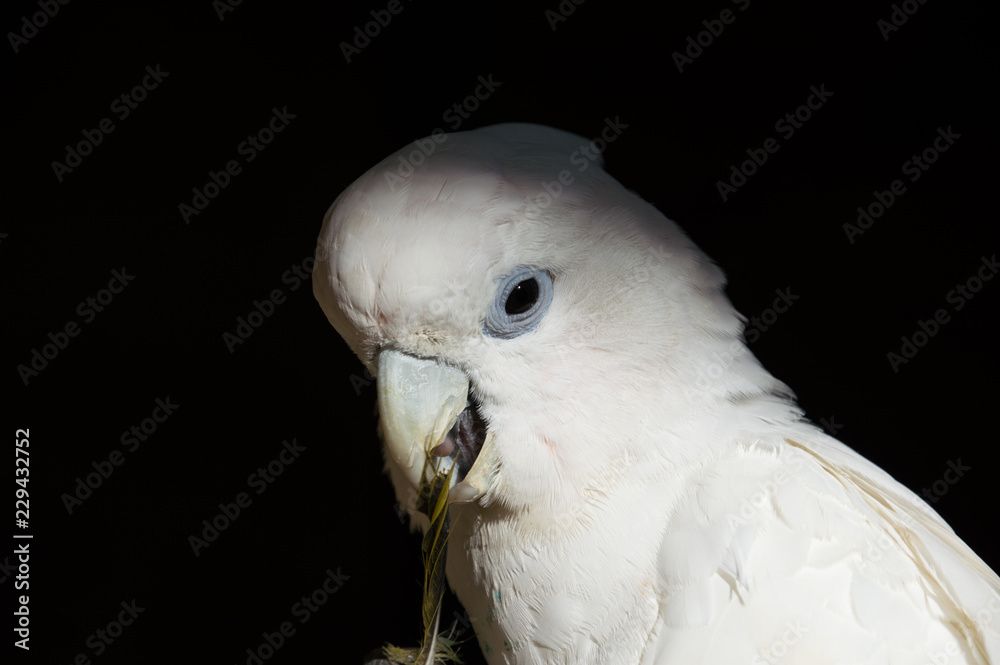Biała papuga