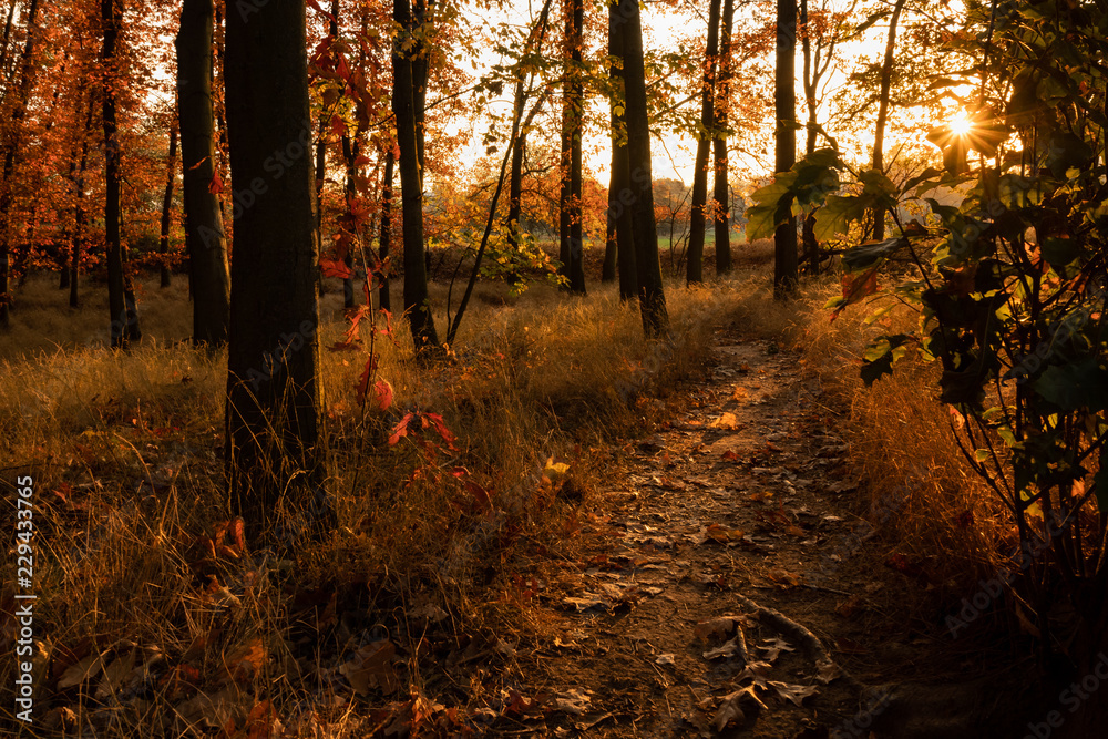 Obraz premium Warm sunset in a forest. Gorgeous indian summer light, colorful autumn leaves. Peaceful scene with trees and path leading through. Pleasure to be outside during this season. Amazing time of the year.