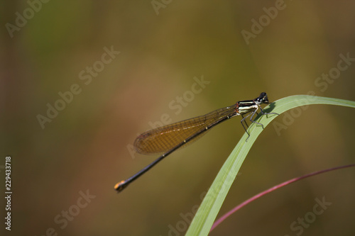 Gold tail Damselfly (allocnemis leucosticta) Perched On Grass Blade Bend