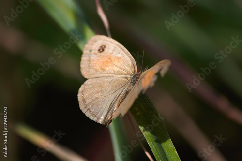 Meadow Brown Butterfly (maniola jurtina) With Broken Wing Perched On Grass Blade