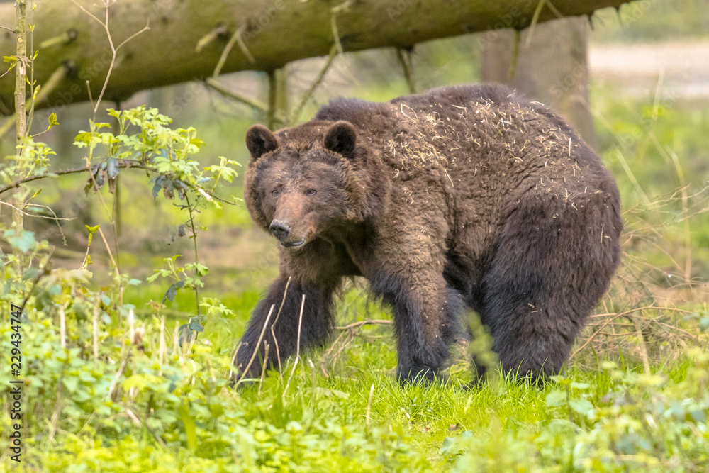 European brown bear in forest habitat