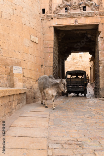 Heilige Kuh auf der Straße in Indien