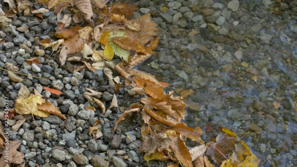 Fallen leaves on the lake