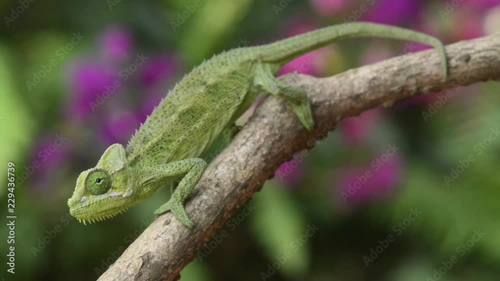 Von Hohnels chameleon (Trioceros hoehnelii) on branch Von Hohnels chameleon (Trioceros hoehnelii) on branch