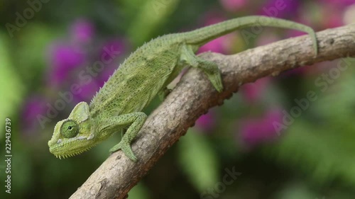 Von Hohnels chameleon (Trioceros hoehnelii) on branch photo