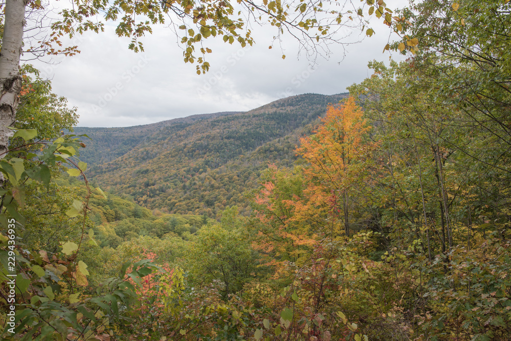 Foliage in Catskill Mountains