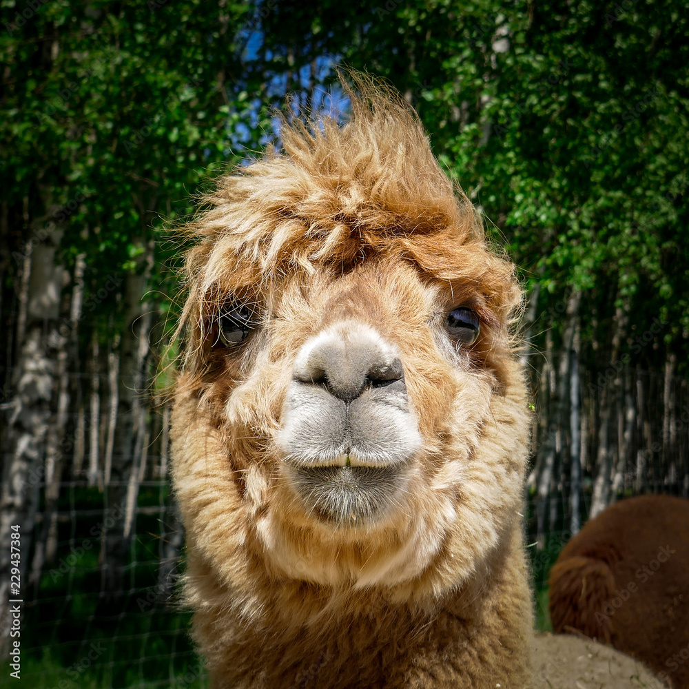Fototapeta premium portrait of a lama