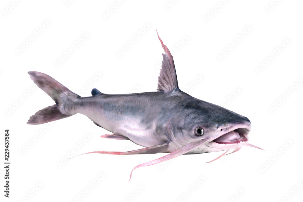 Sea fish gafftopsail catfish (Bagre marinus) with open mouth. Isolated