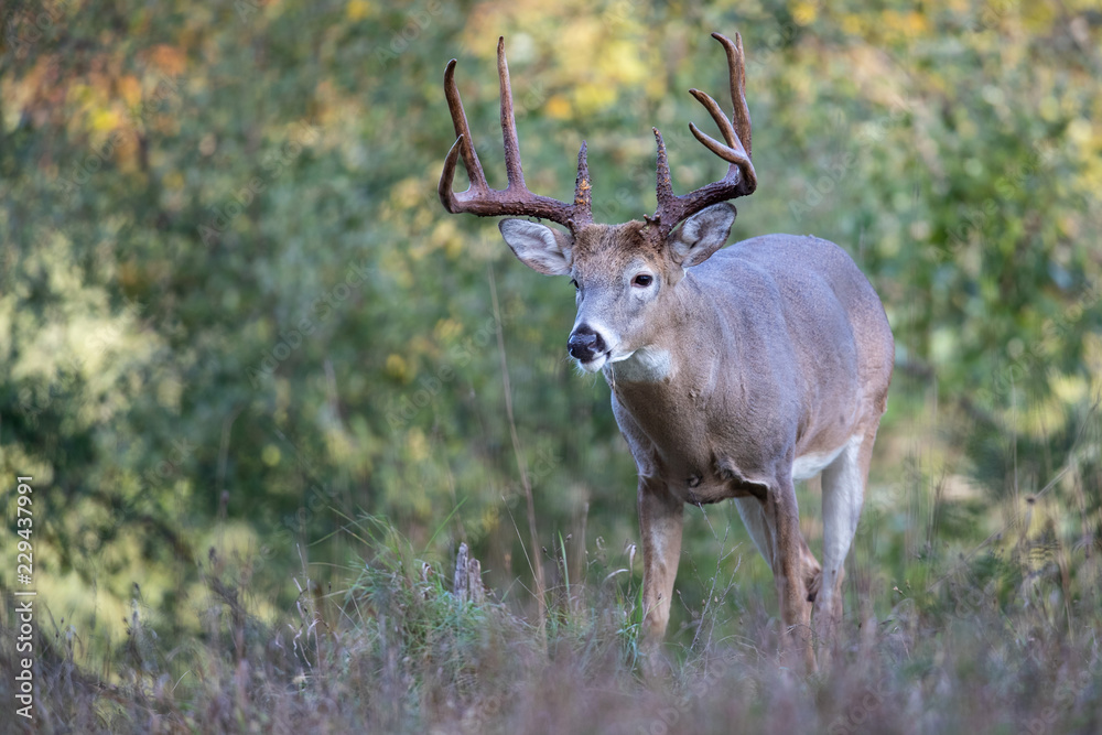 An alert buck whitetail deer. An alert buck whitetail deer.