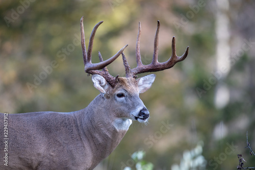 A very large buck whitetail deer looking alert.