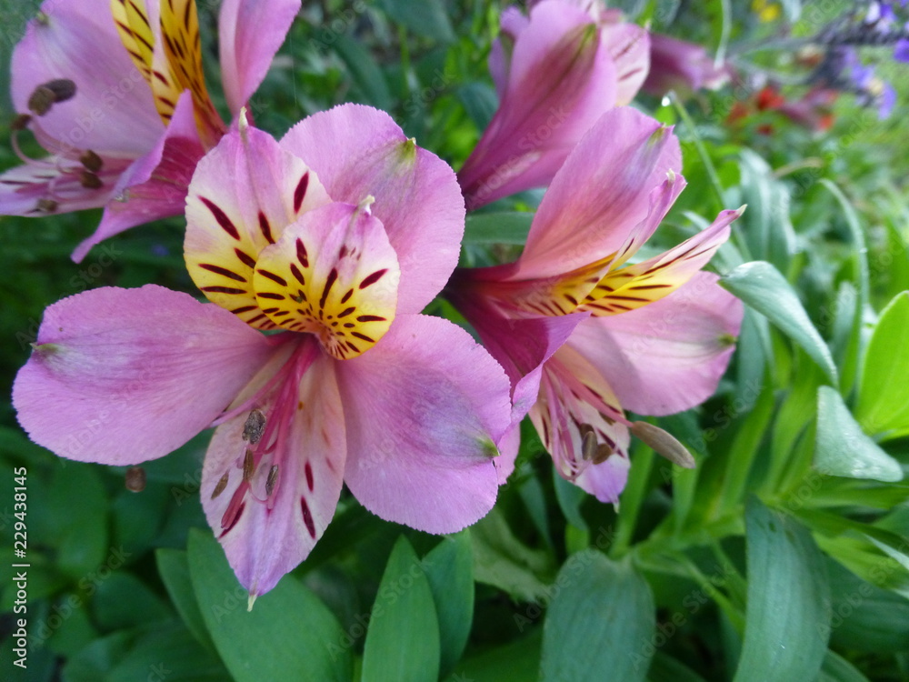 pink flower pink flower