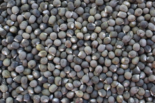 close up of many okra seeds
