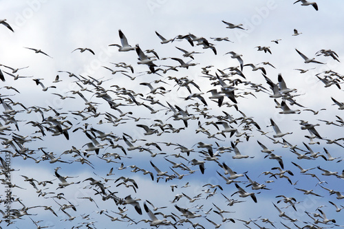 Big flock of snow geese photo