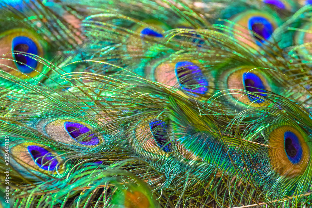 Fototapeta premium feathers of the peacock