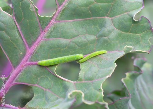 Raupe des Kohlweißling auf Blatt des Blaukohl - Kohlweißlingsraupe frisst Loch in Kohlblatt photo