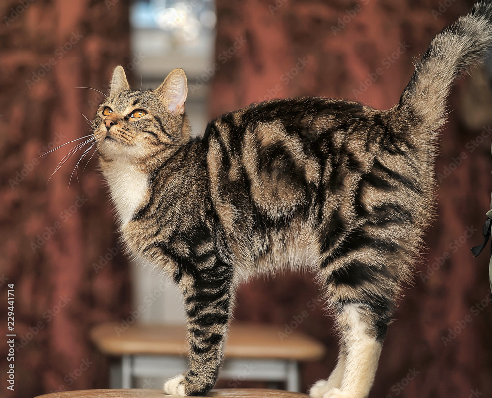 Naklejka premium beautiful cat of marble color