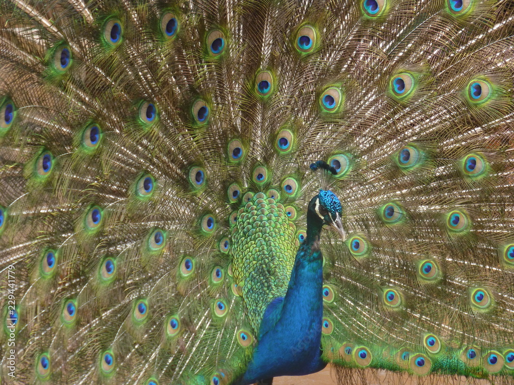 Fototapeta premium peacock