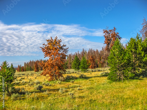 The green pine trees of Colorado in the United States are becoming red. Pine beetles are changing the landscape of Rocky Mountain National Park are killing the trees.