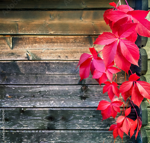 Virginia Creeper Leaves 