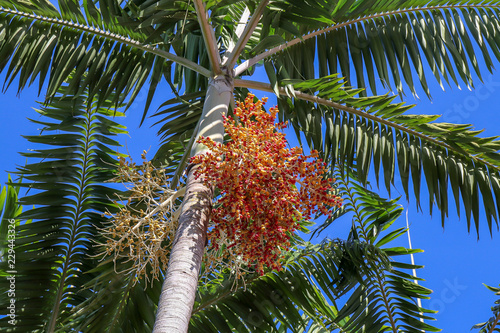 Montgomery palm with yellow and orange fruit cluster