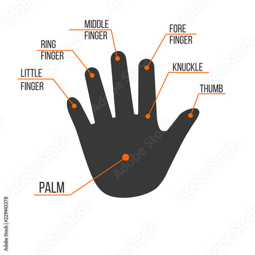 Fingers Names of Human palm hand, vector illustration illustration isolated on white background