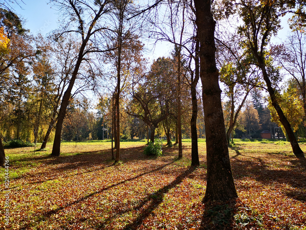 aurumn morning in the park, trees