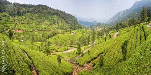 Mountain Valley and tea plantations on the slopes. Munnar is one of the centers of tea growing in India. Green field, travel background, Kerala.