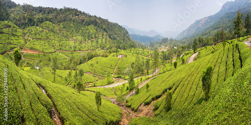 Obraz na płótnie Mountain Valley and tea plantations on the slopes. Munnar is one of the centers of tea growing in India. Green field, travel background, Kerala. w salonie