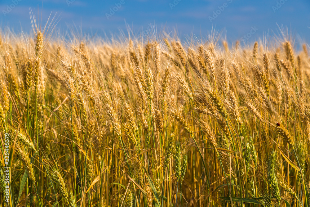 Golden wheat field with blue sky in background. Golden wheat field with blue sky in background.