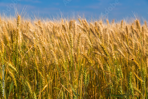 Golden wheat field with blue sky in background. 