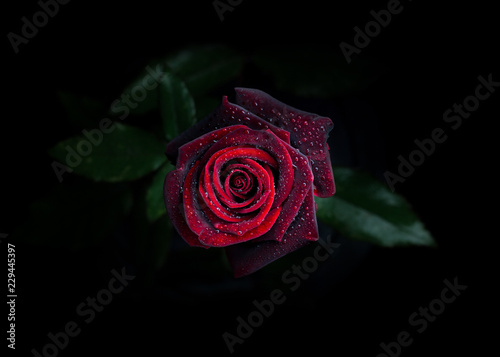 Fototapeta Naklejka Na Ścianę i Meble -  Photo of wet single red rose with water drops