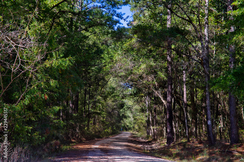 A gravel road into the Lake Talquin State Park and Forest with tall glorious pine trees in Tallahassee, Florida photo