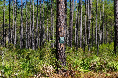 The Lake Talquin State Park and Forest with tall glorious pine trees in Tallahassee, Florida photo