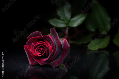 Single red rose on black glass table