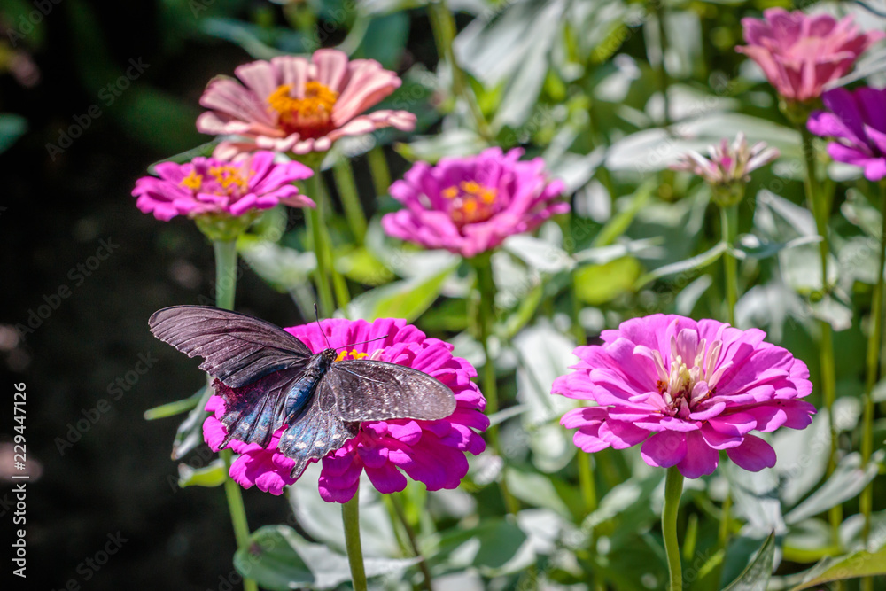 pipevine swallowtail and flowers in garden