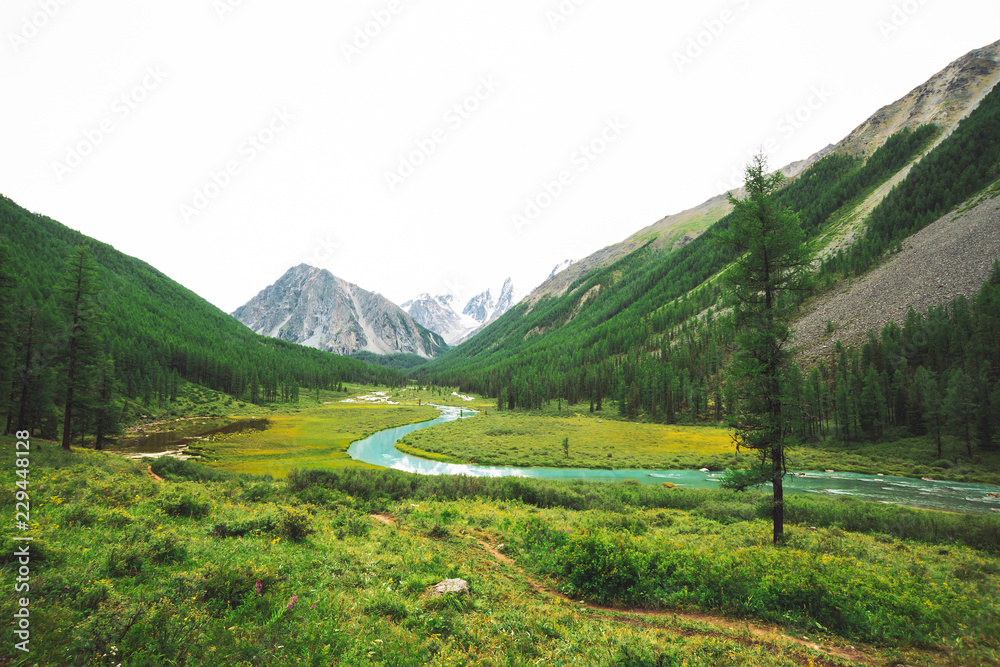 Mountain river of serpentine shape in valley against snowy mountains. Water stream in brook against glacier. Rich vegetation and forest of highlands. Amazing atmospheric landscape of majestic nature.