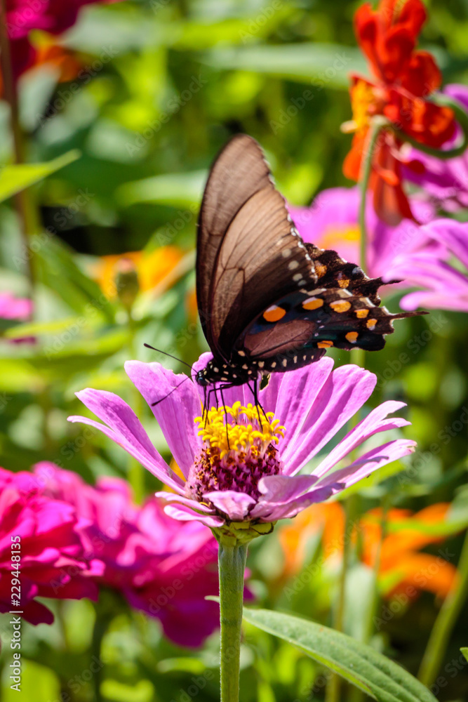 pipevine swallowtail butterfly on a flower pipevine swallowtail butterfly on a flower