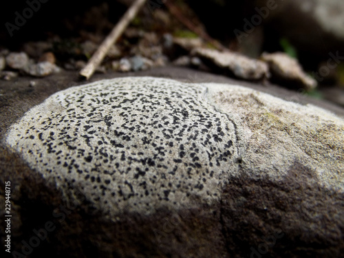 moss