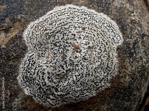 moss