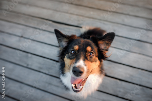 funny dog face. Australian shepherd portrait. Happy pet