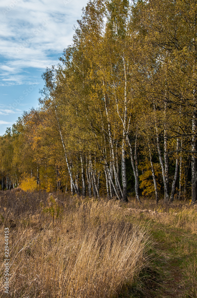 Fototapeta premium forest in autumn