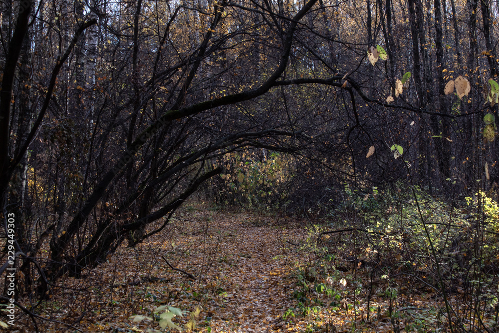 Naklejka premium tree in the autumn forest