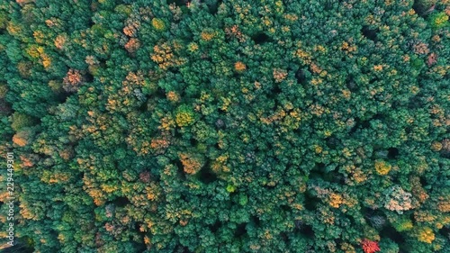 Flight above the forest in autumn aerial view
